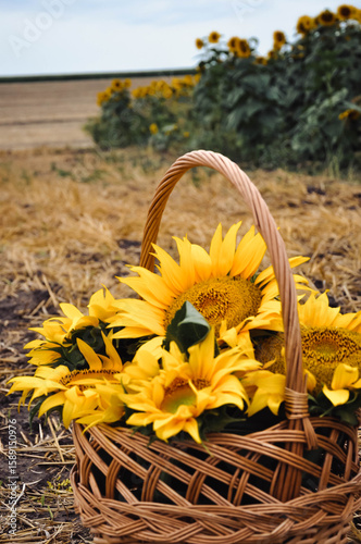 Sunflower Basket in Harvest Field
