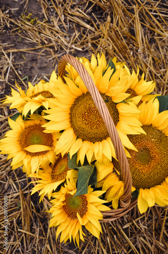 Sunflower Basket in Harvest Field