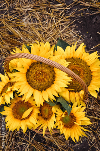 Sunflower Basket in Harvest Field
