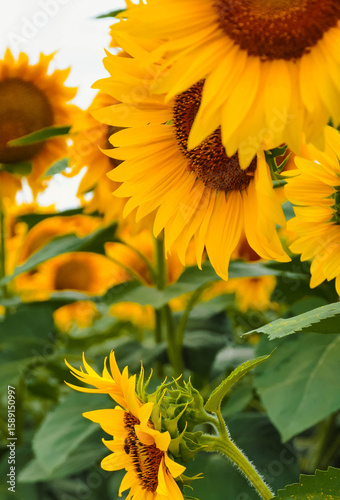 Beauty in Sunflower Fields