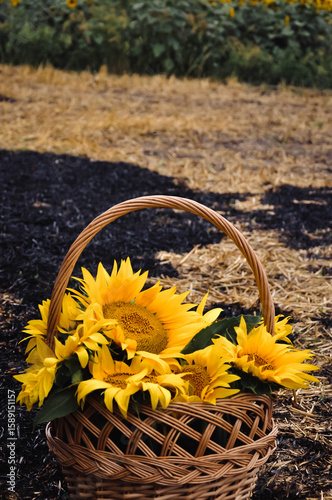Sunflower Basket in Harvest Field
