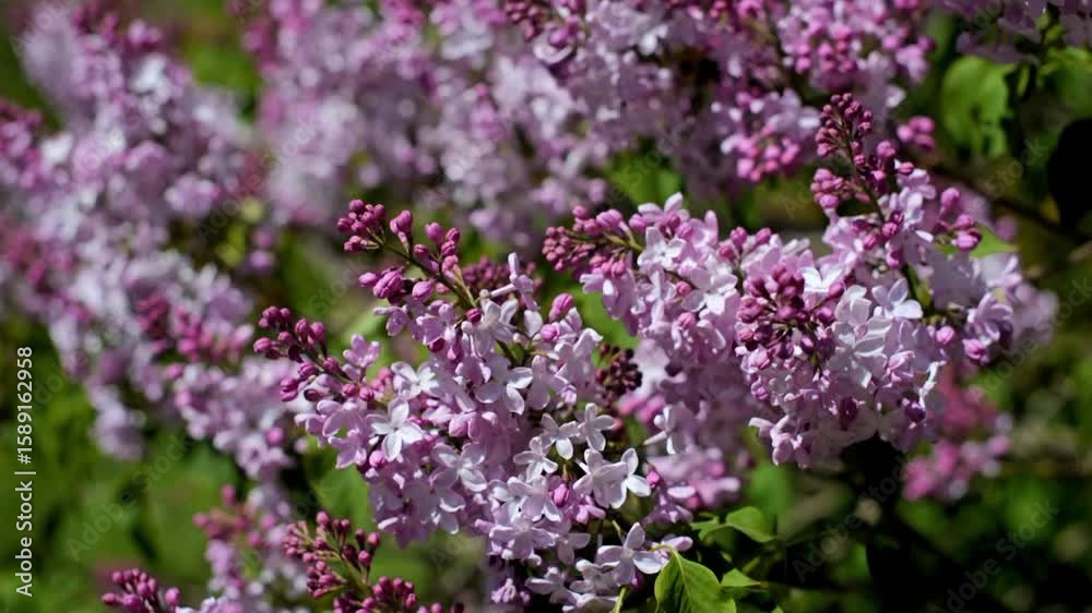 Pink lilac blooms in the Botanical garden
Pink lilac blooms in the Botanical garden
