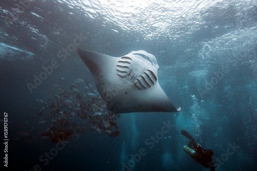 manta ray with diver in Palau ocean