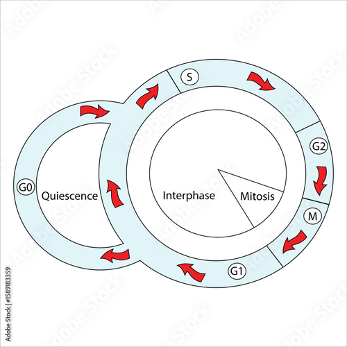 Cell Cycle Diagram