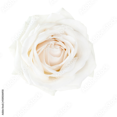 Fototapeta Naklejka Na Ścianę i Meble -  Lovely single white rose isolated on transparent background. Beautiful element for your design.