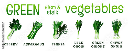 Green stem and stalk vegatables collection of vector illustration with fresh design, fo health, cooking and edutorial designs