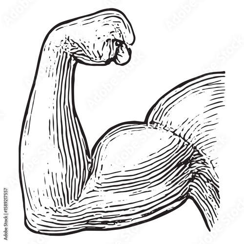 Detailed Flexed Bicep Muscle Sketch for Fitness and Bodybuilding Art