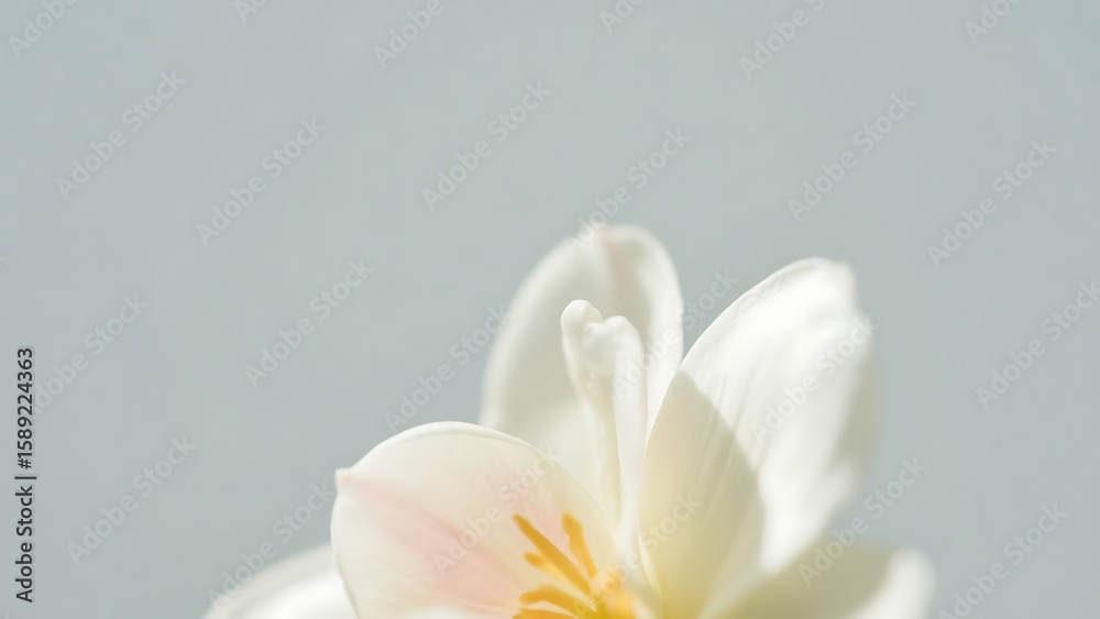 Obraz premium white flower 