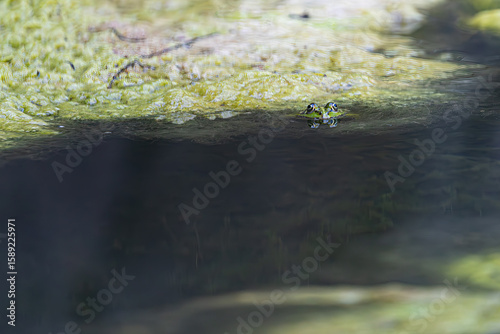 A frog's eyes looking out from a swampy pond. The animal is perfectly camouflaged, highlighting the beauty of nature's disguise.
