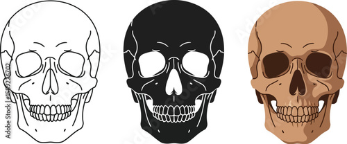 Three skull illustrations showcase line art, silhouette, and shaded styles, perfect for Halloween themes, medical diagrams, or gothic designs, offering versatile visual options.