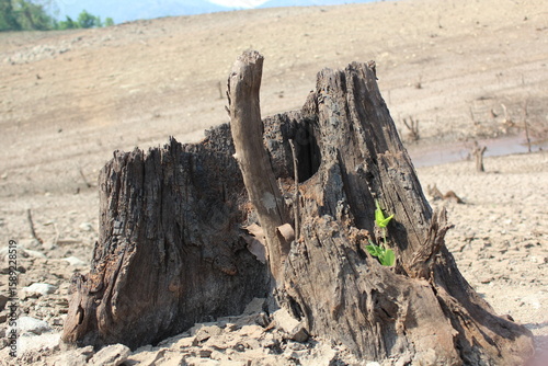 Old Tree Stump in Drought Land with New Green Growth