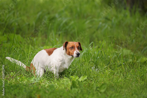 dog does poo at park