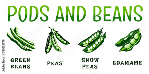 Vector set of green beans, peas, snow peas, and edamame with text on white background