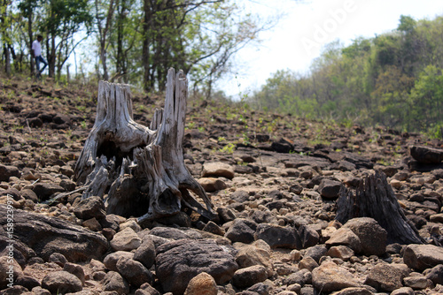 Deforested Rocky Land with Tree Stumps in a Dry Forest Area