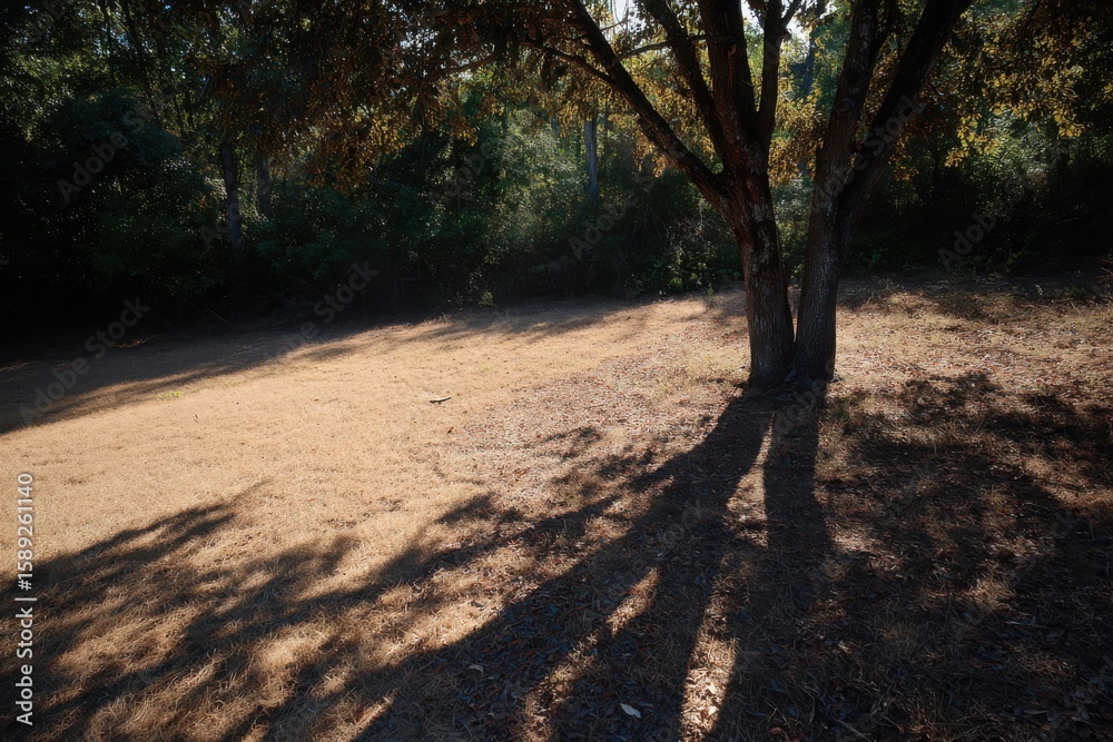 Fototapeta premium Tranquil park scene with sunlight filtering through trees, casting long shadows on dry grass