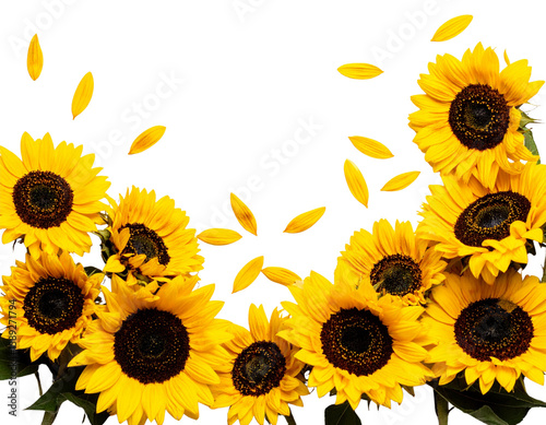 Flat Lay of Dried Sunflowers with Petals Scattered, transparent PNG