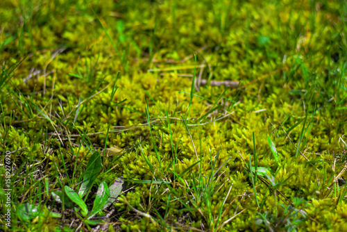Close-up of vivid green moss growing among blades of grass in natural sunlight, showing rich textures and plant details.