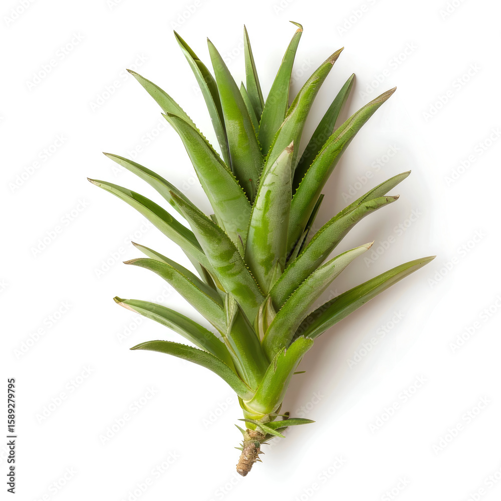 Fototapeta premium Fresh pineapple plant top, vibrant green leaves