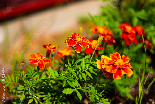 Fototapeta Naklejka Na Ścianę i Meble -  Close-up of vivid red and orange marigold flowers blooming in a sunny garden with soft background blur highlighting their detail.