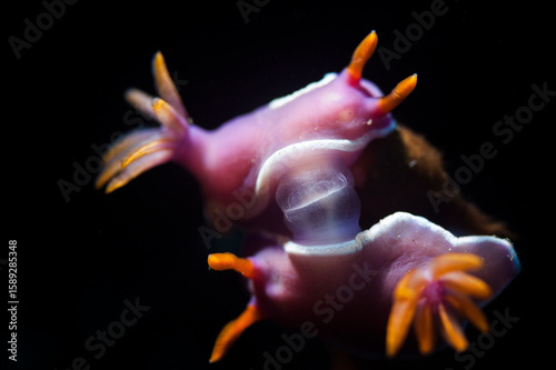 nudibranch mating in lembeh ocean micro diving