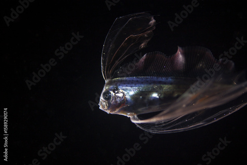 Fotomural marine animals taken in blackwater diving in lembeh