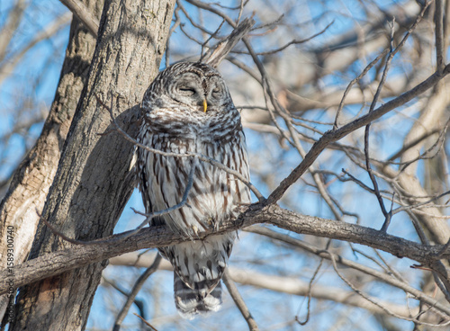 Barred owl sleeping on tree branch