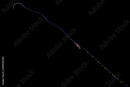 Fotografía marine animals taken in blackwater diving in lembeh