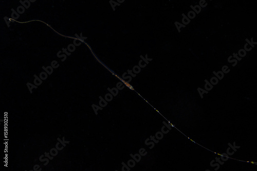 Carta da parati marine animals taken in blackwater diving in lembeh