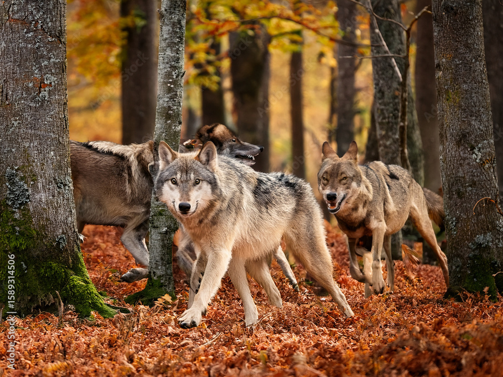 Obraz premium Wildlife in autumn woods featuring wolves and seasonal foliage in natural setting 