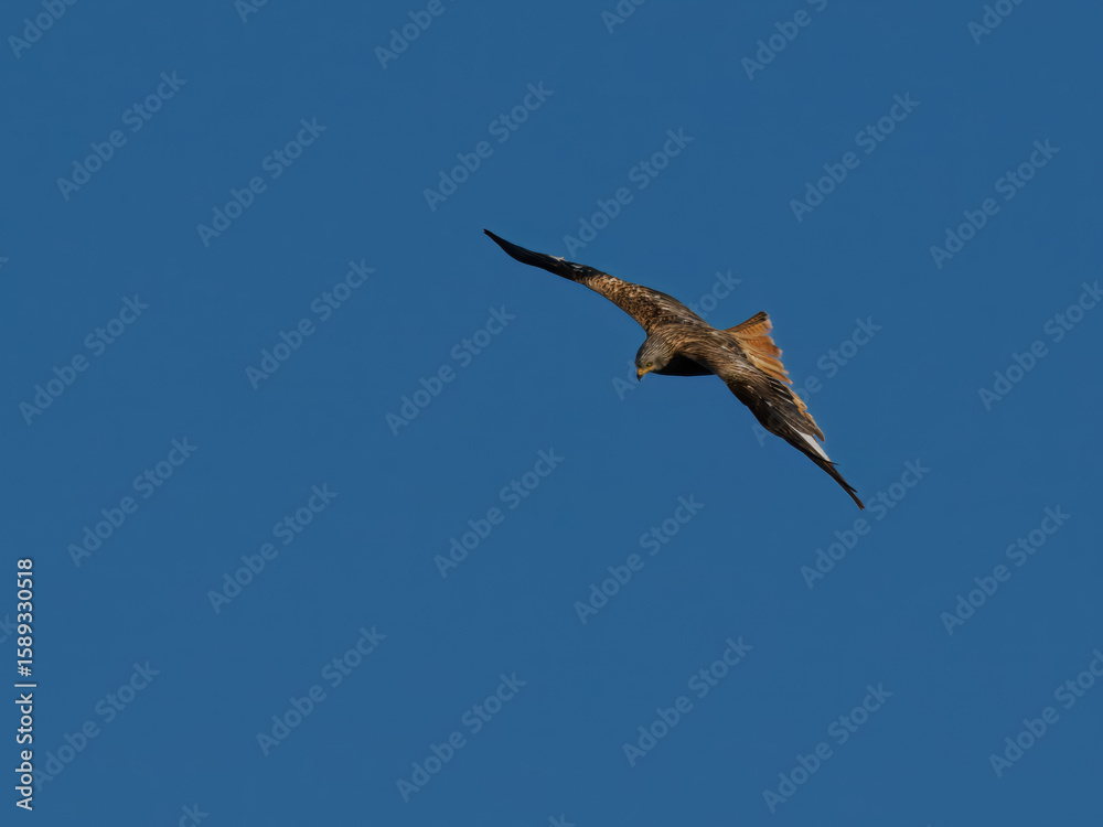 Seeadler Seeadler