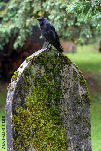 Jackdaw on a gravestone