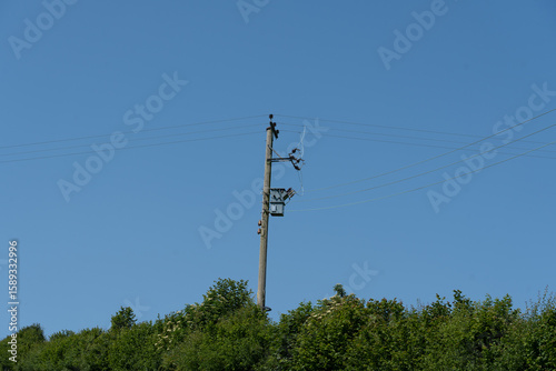 Telegraph pole with power and communication lines in a hedgerow