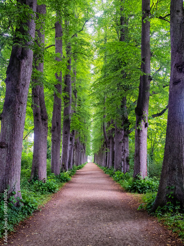 Allee