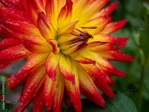 Dahlien