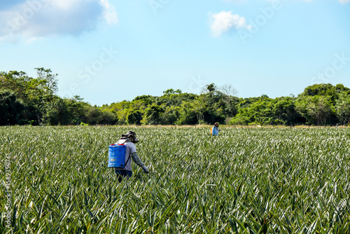 São João da Barra, RJ, Brazil, 07/16/2025 - Pineapple plantation in the interior of the municipality of São João da Barra, next to the RJ-196 highway, in the northern region of Rio de Janeiro state