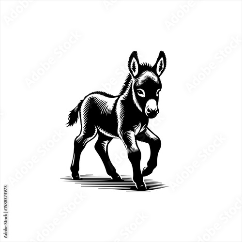 A cute donkey isolated on white background