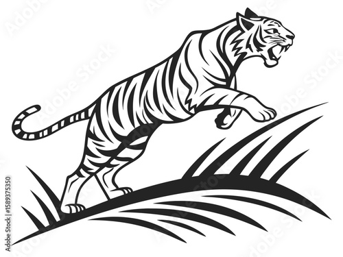 tiger on a white background