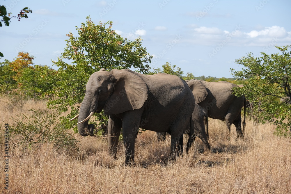 Majestic African Elephant in Kruger National Park Grasslands Majestic African Elephant in Kruger National Park Grasslands