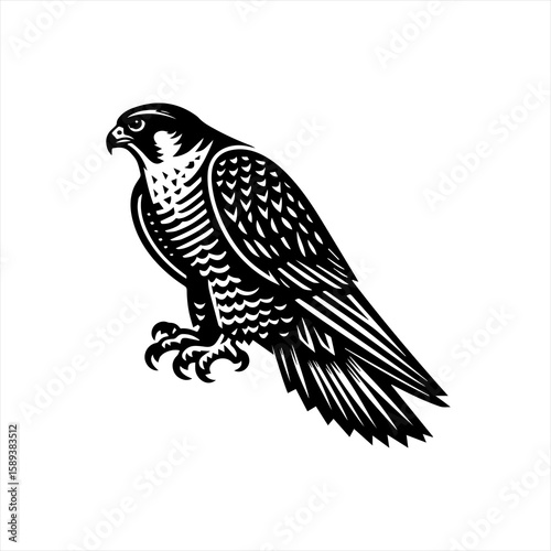 Falcon on white background