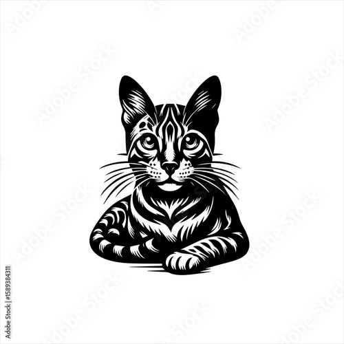 Cat isolated on white background