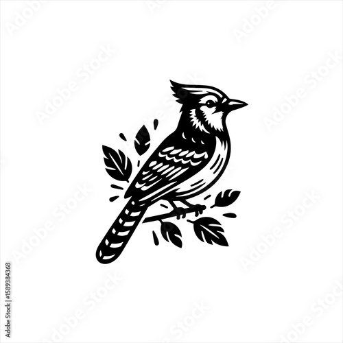 Blue jay isolated on white background