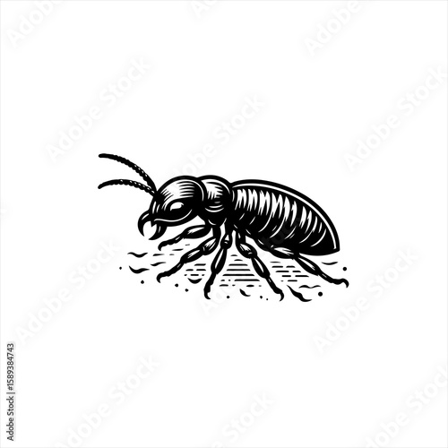 An ant on white background