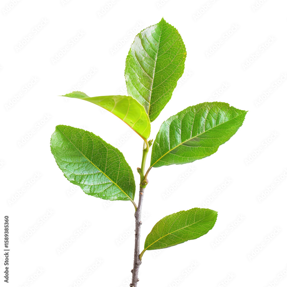 Naklejka premium Close-up of vibrant green leaves and stem