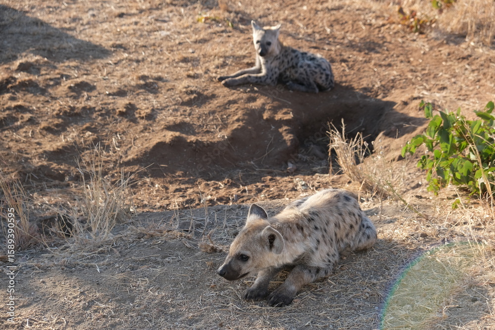Fototapeta premium Spotted Hyena in Kruger National Park: Wildlife Safari Experience