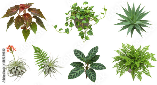 Photo of a diverse collection of lush plants, including ferns, succulents, and airplants, isolated on transparent background