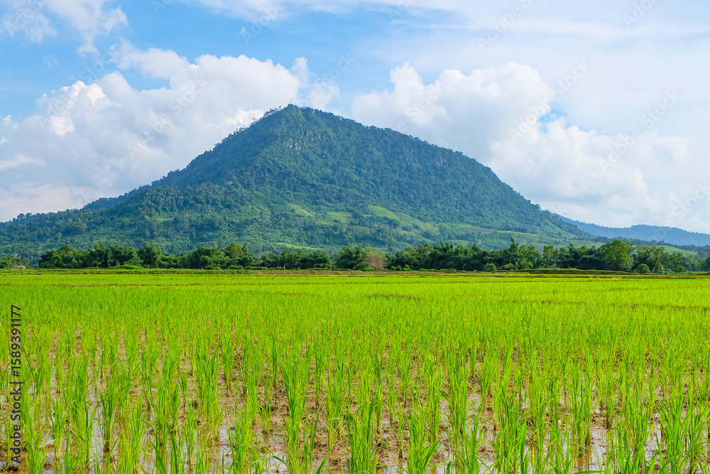 Fototapeta premium Green rainforest, mountain, nature with fresh rice paddy fields and terraces in Laos 