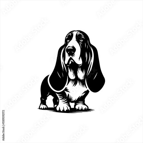 A basset hound dog is isolated on white background