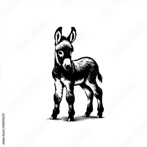 A cute donkey foal is standing, isolated on white background