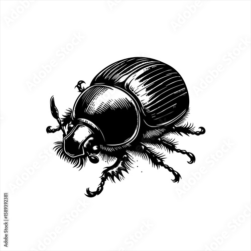A beetle isolated on white background in a vintage style