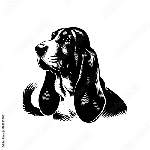 A distinguished basset hound portrait isolated on white background